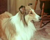 lassie19.jpg